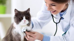 gato veterinario