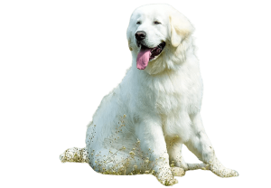 kuvasz