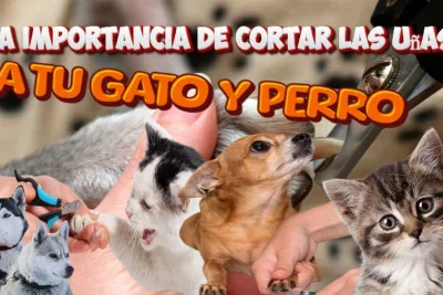 la importancia de cortar las unas a tu gato y perro