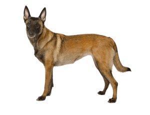 BREED Hero Mobile 0167 belgian shepherd malinois removebg preview