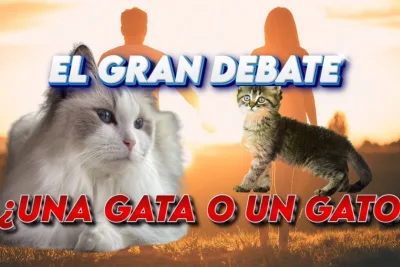 El Gran Debate ¿Una gata o un gato