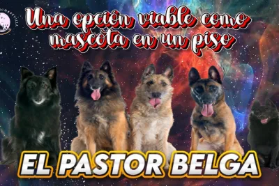 El Pastor Belga Una opcion viable como mascota en un piso