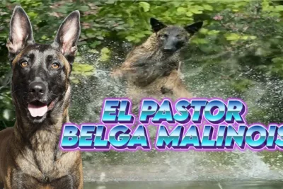 El Pastor belga malinois conocido simplemente como malinois