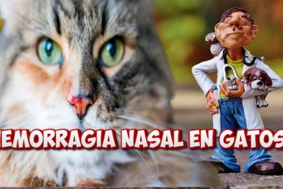 Hemorragia nasal en gatos