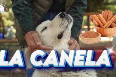 La Canela El secreto para el bienestar de tu perro