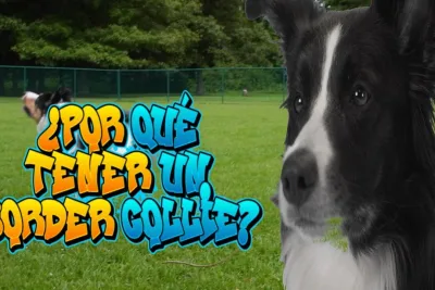 Por que tener un Border Collie