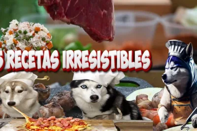 Tesoros para Huskies 5 recetas irresistib