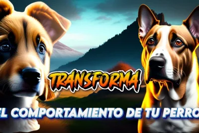 Transforma el comportamiento de tu perro Metodos efectivos