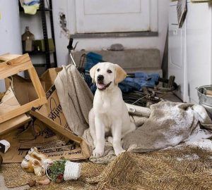 como controlar la ansiedad en los perros 25974 600