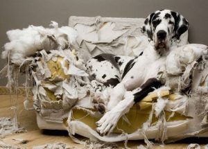 mi perro destroza la casa causas consejos