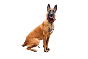 pastor belga malinois12 removebg preview