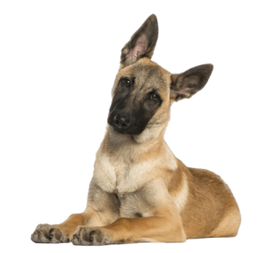 pastor belga malinois 530 0 600 removebg preview