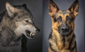 perro lobo domesticar evolucion hombre apertura