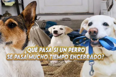 Que pasa si un perro se pasa mucho tiempo encerrado