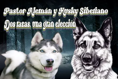 Pastor Aleman y Husky Siberiano Dos razas