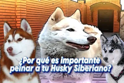 Por que es importante peinar a tu Husky Siberiano