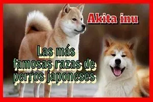 Las mas famosas razas de perros japoneses jpg webp