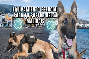 Equipamiento Esencial para tu Pastor Belga Malinois