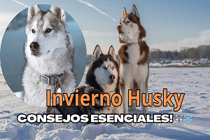 Invierno Husky ¡Consejos Esenciales 🐺❄️integram 1