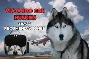 Viajando con Huskies jpg webp