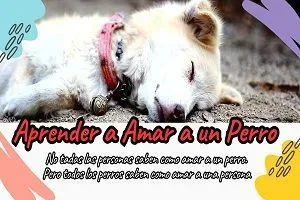 Aprender a Amar a un Perro jpg webp