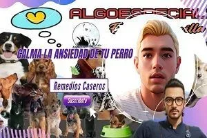 Calma la Ansiedad de tu Perro 🍃 jpg webp