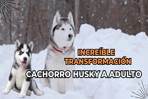 Increible Transformacion De Cachorro Husky a Adulto