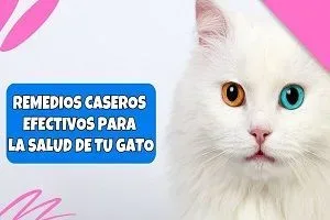 Remedios Caseros Efectivos para la Salud de tu Gato jpg webp