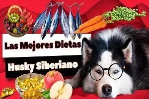 Las Mejores Dietas para tu Husky Siberiano jpg webp