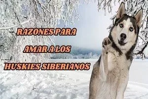 Razones para Amar a los Huskies Siberianos jpg webp