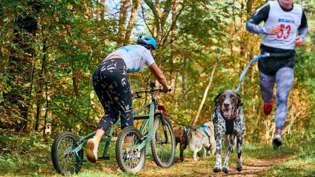 Actividades Deportivas Caninas Mas Populares