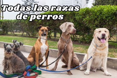 Adoptar un perrito en Madrid Encuentra tu companero canino ideal 1 2