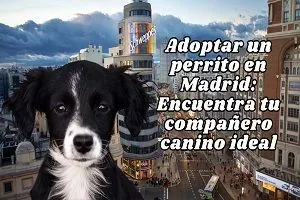 Adoptar un perrito en Madrid Encuentra tu companero canino ideal 1 jpg webp