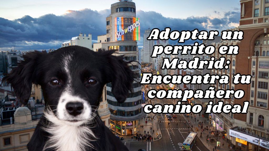 Adoptar un perrito en Madrid Encuentra tu companero canino ideal