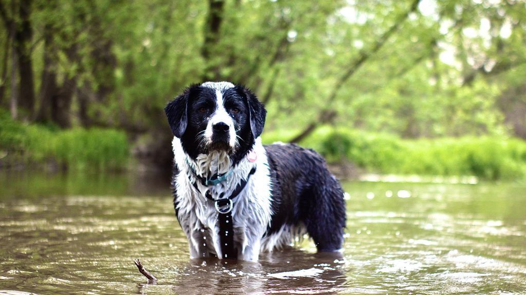 Border Collie