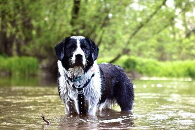 Border Collie