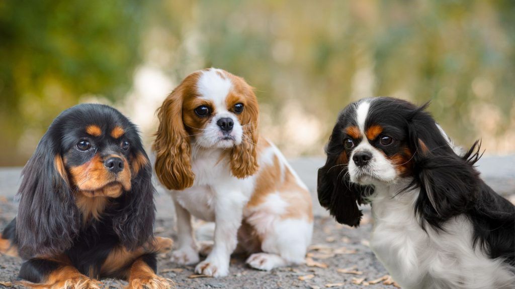 Cavalier King Charles Spaniel