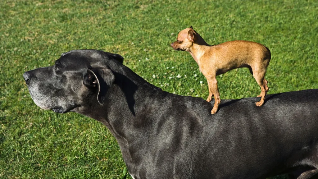 Chihuahuas o Grandes Daneses