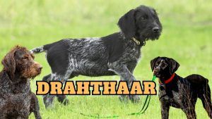 Descubre las caracteristicas y cuidados del perro Drahthaar la raza perfecta para la caza