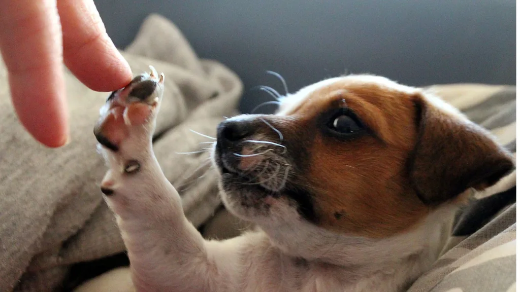 Descubriendo el Mejor Alimento para Tu Perro