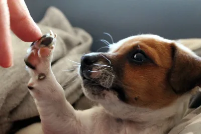 Descubriendo el Mejor Alimento para Tu Perro jpg