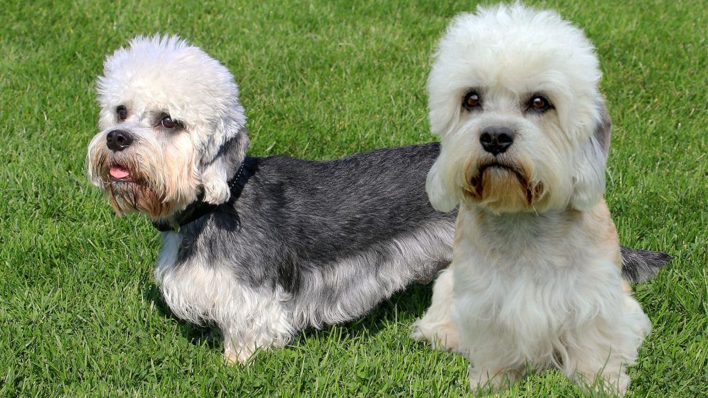 Descubriendo el Otterhound y el Dandie Dinmont Terrier