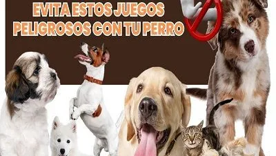 Evita Estos Juegos Peligrosos con tu Perro