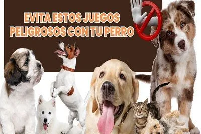 Evita Estos Juegos Peligrosos con tu Perro