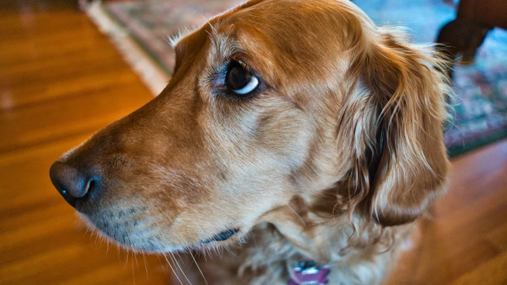 Golden Retriever o el Boxer