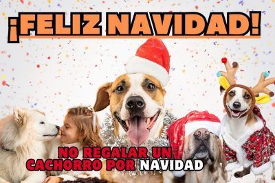 NO regalar un cachorro por Navidad 2