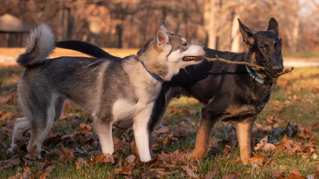 Pastor Aleman y el Husky Siberiano