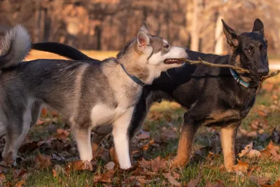 Pastor Aleman y el Husky Siberiano jpg