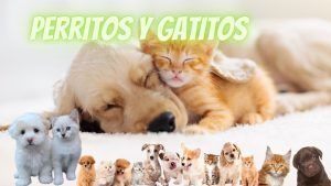 Perritos y gatitos