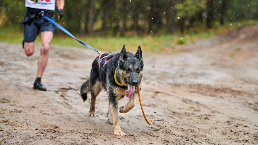 Razas de Perros 3